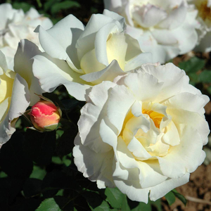 Alb - trandafir pentru straturi Floribunda